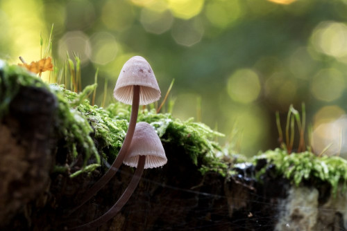 Tricholomataceae_Mycena sanguinolenta 1-2.jpg