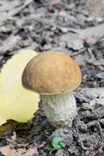 Boletaceae_Leccinum pseudoscabrum 1-2.jpg