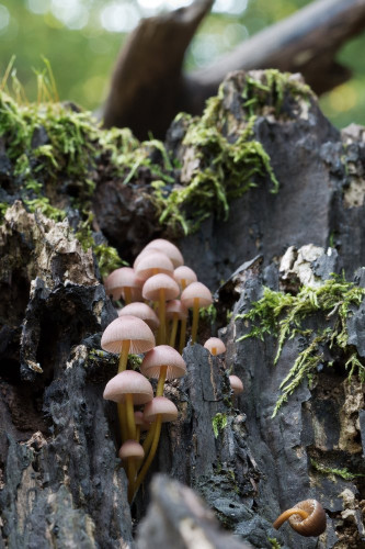 Tricholomataceae_Mycena renati 2-2.jpg