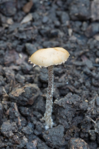 Agaricaceae_Cystolepiota sp cf 1-2.jpg