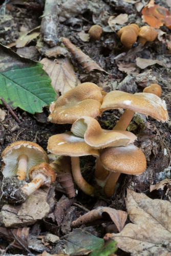 Agaricaceae_Lepiota sp 1 c-2.jpg