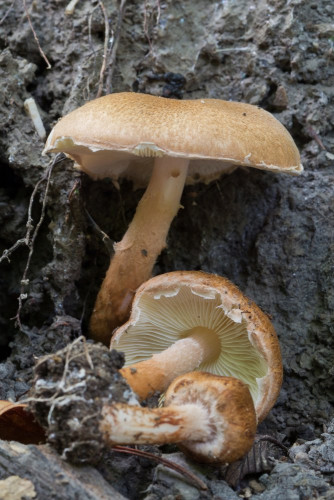 Agaricaceae_Lepiota sp 1-2.jpg