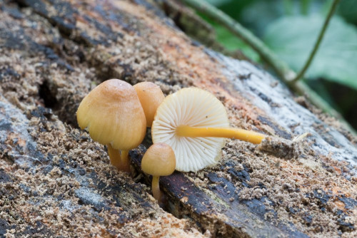 Tricholomataceae_Mycena renati 1 b-2.jpg