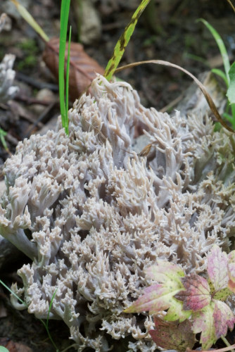 Clavulinaceae_Clavulina coralloides 1-2.jpg