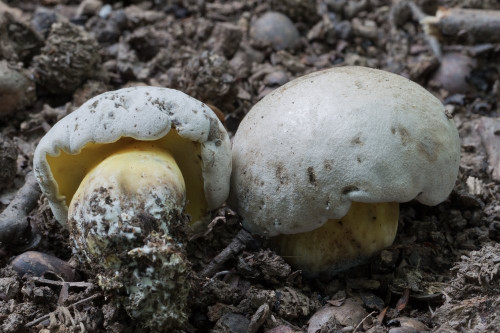 Boletaceae_Butyriboletus fechtneri cf 2 b-2.jpg