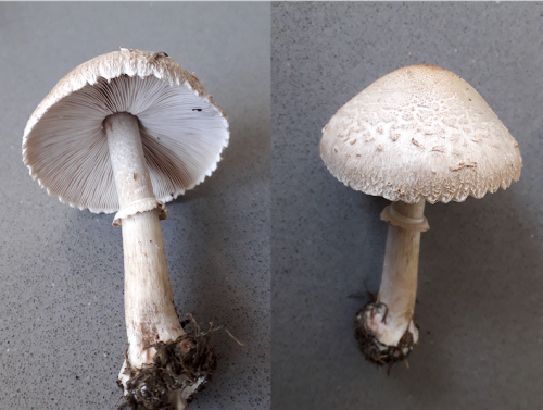 Leucoagaricus.png