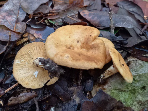 Lactarius mairei cf.jpg