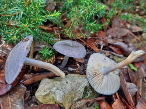 Rugosomyces ionides cf.jpg