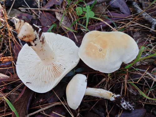 Tricholoma sulfurescens.jpg