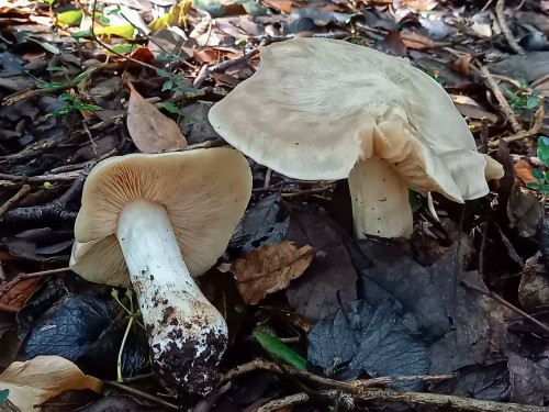 Entoloma sinuatum.jpg