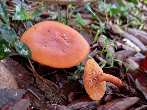 Lactarius atlanticus cf.jpg