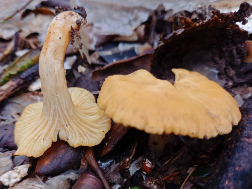 Cantharellus sp.jpg