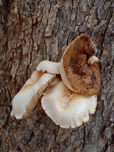 Cyclocybe cylindraceum b.jpg