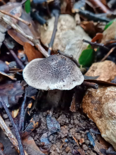 Tricholoma sp.jpg