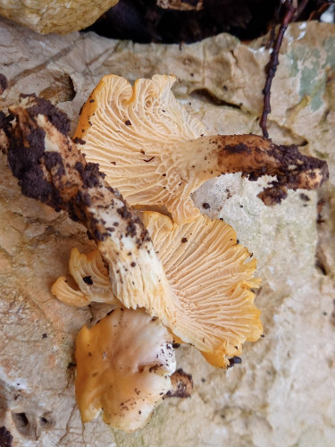 Cantharellus sp 2.jpg