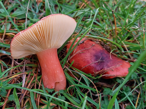 Russula sp.jpg