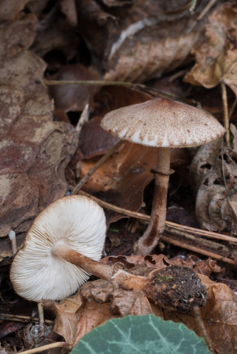 Agaricaceae_Leucoagaricus badhamii 1-2.jpg