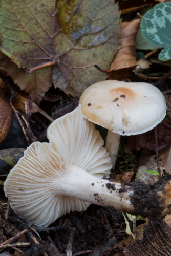 Hygrophoraceae_Hygrophorus carpini 1b-2.jpg