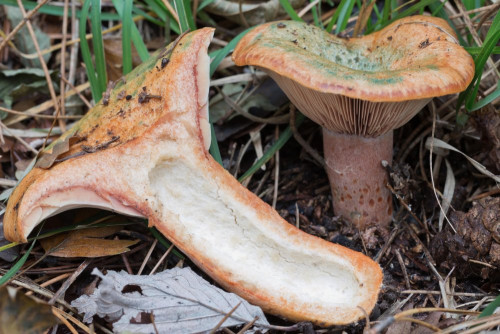 Russulaceae_Lactarius semisanguifluus 1b-2.jpg