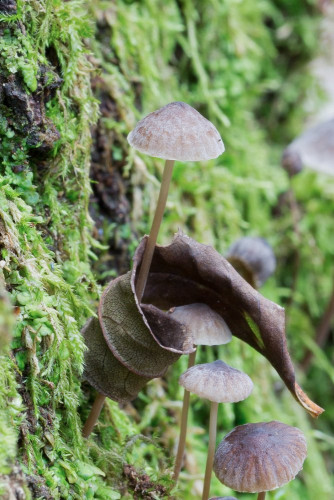 Tricholomataceae_Mycena erubescens 1c-4.jpg