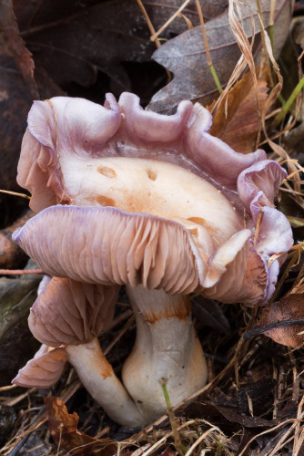 Cortinariaceae_Cortinarius croceocoeruleus cf 1b-2.jpg