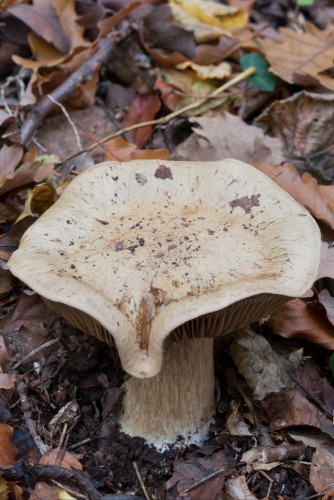 Cortinariaceae_Hebeloma sp 1-2.jpg