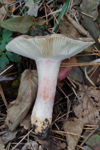 Russulaceae_Russula sp 1-2.jpg