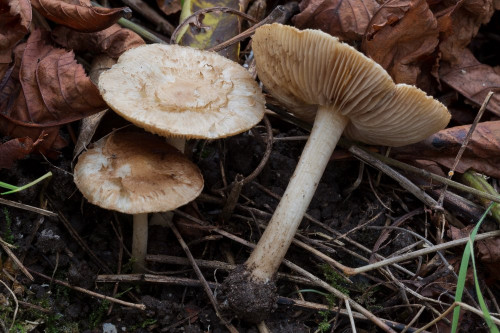 Cortinariaceae_Inocybe sp 1b-2.jpg