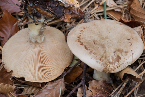 Tricholomataceae_Clitocybe nebularis 1-2.jpg