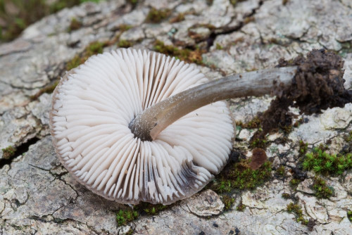 Pluteaceae_Pluteus thomsonii cf 1b-2.jpg