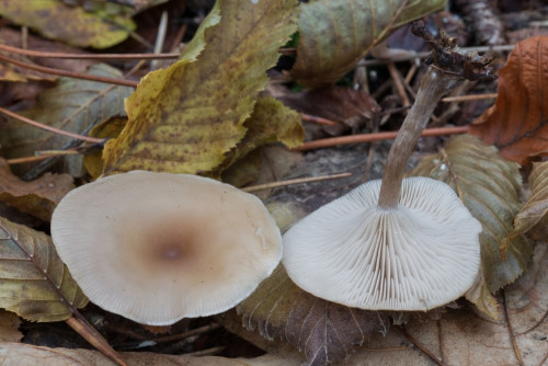 Tricholomataceae_Clitocybe sp 1-2.jpg