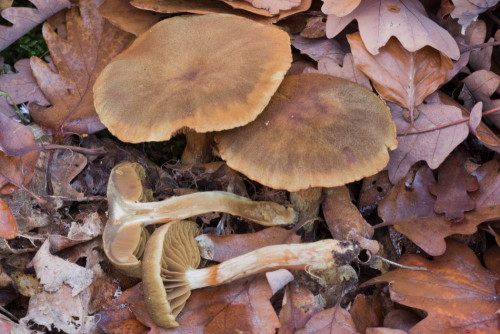 Cortinariaceae_Cortinarius sp 1b-2.jpg