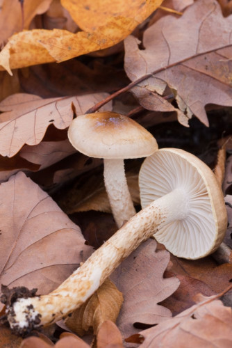 Hygrophoraceae_Hygrophorus persoonii 1b-2.jpg