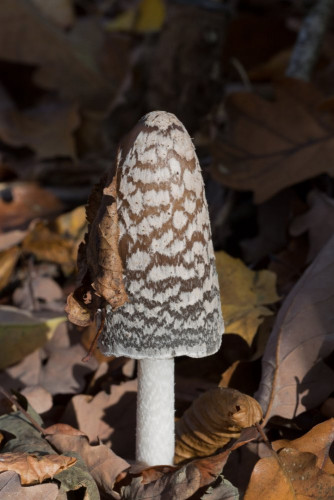 Coprinaceae_Coprinopsis picacea 1-2.jpg