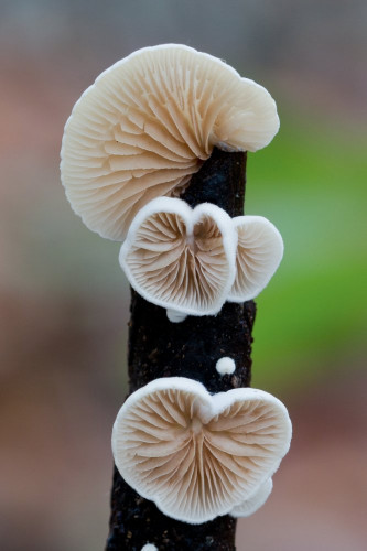 Crepidotaceae_Crepidotus cesatii cf 1-2.jpg