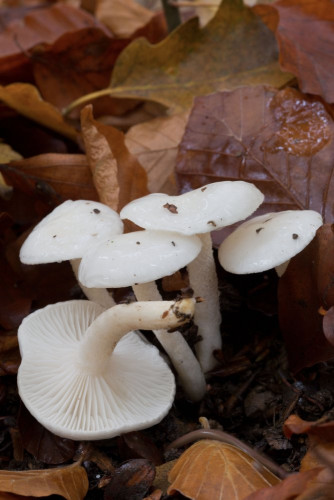 Hygrophoraceae_Hygrophorus eburneus 1-2.jpg