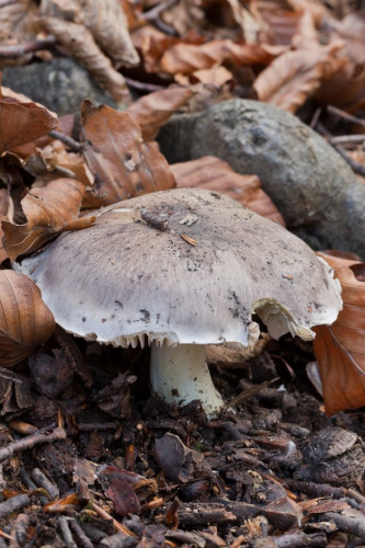 Tricholomataceae_Tricholoma portentosum 1-2.jpg