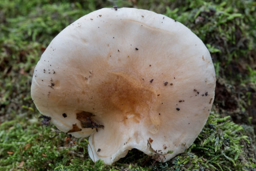 Hygrophoraceae_Hygrophorus arbustivus 1c-2.jpg