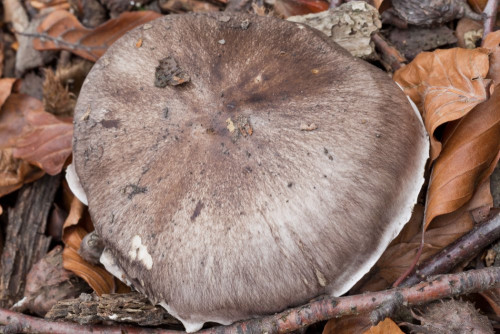 Tricholomataceae_Tricholoma portentosum 1c-2.jpg