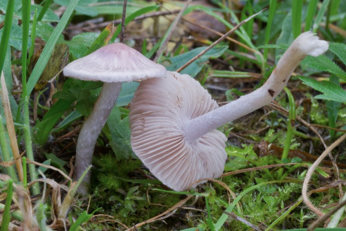 Cortinariaceae_Inocybe geophylla 3.jpg