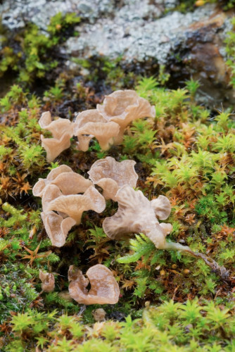 Hygrophoraceae_Arrhenia spathularia 1b-2.jpg