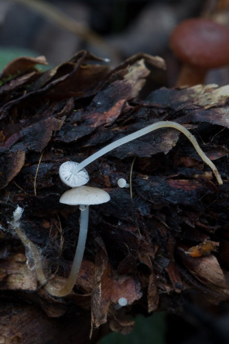 Physalacriaceae_Strobilurus esculentus 1b-2.jpg