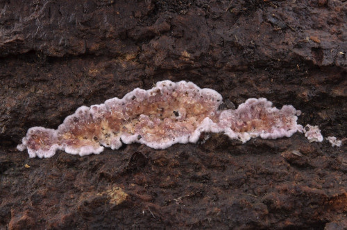 c_Chondrostereum_purpureum.jpg