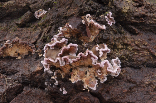 c_Chondrostereum_purpureum1.jpg