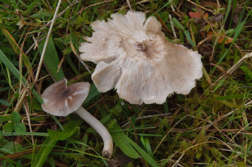 2019-10-06-Stradner Kogel, Hauspflegerwiese-0006.jpg