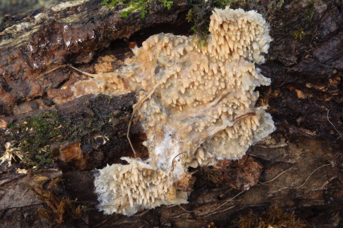 c_Radulomyces_molaris.jpg