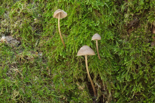 a_Mycena_polygramma_var._nana.jpg