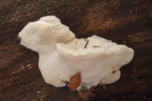 p_Postia_tephroleuca.jpg