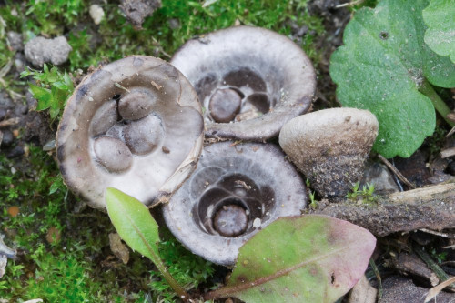 Agaricaceae_Cyathus olla 2-2.jpg