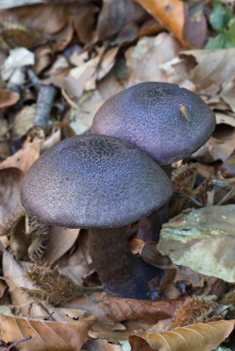 Cortinariaceae_Cortinarius violaceus 1-2.jpg